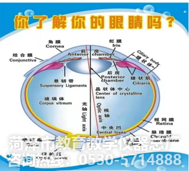 教學儀器--眼球解剖模型(圖1)